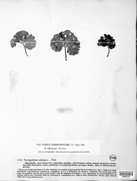 Ramularia calcea image